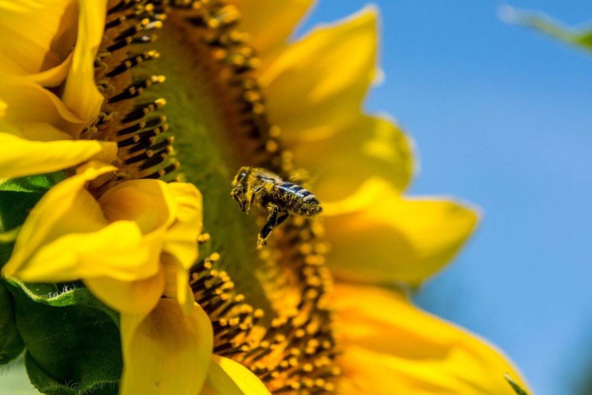 Abeille Pesticide Gouvernement Macron Autorisation Danger