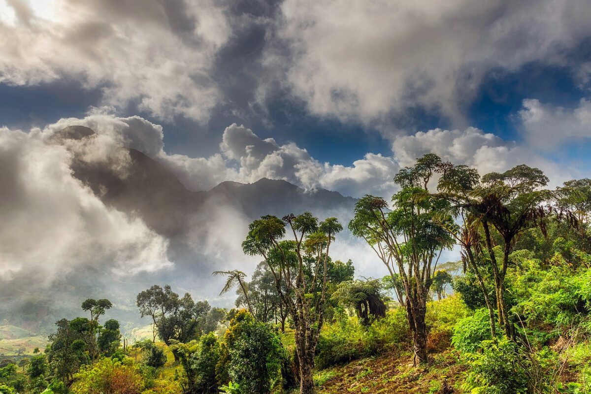 Afrique Arbre Foret Environnement