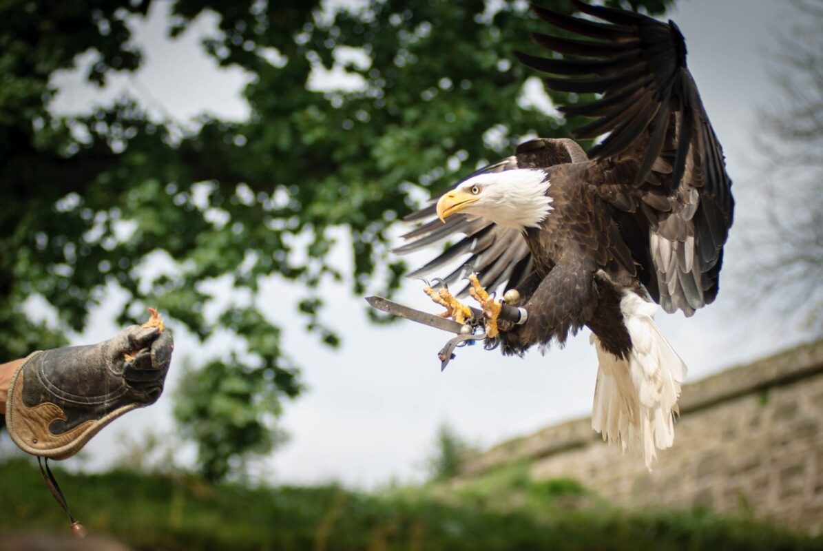 Puydufou Aigle Spectacle